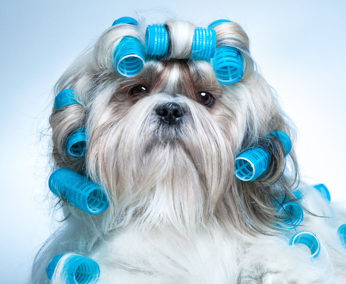 Грумер креатив. Груминг бердск. Померанский шпиц подстрижка. Груминг для собак таруса. Груминг бердск.