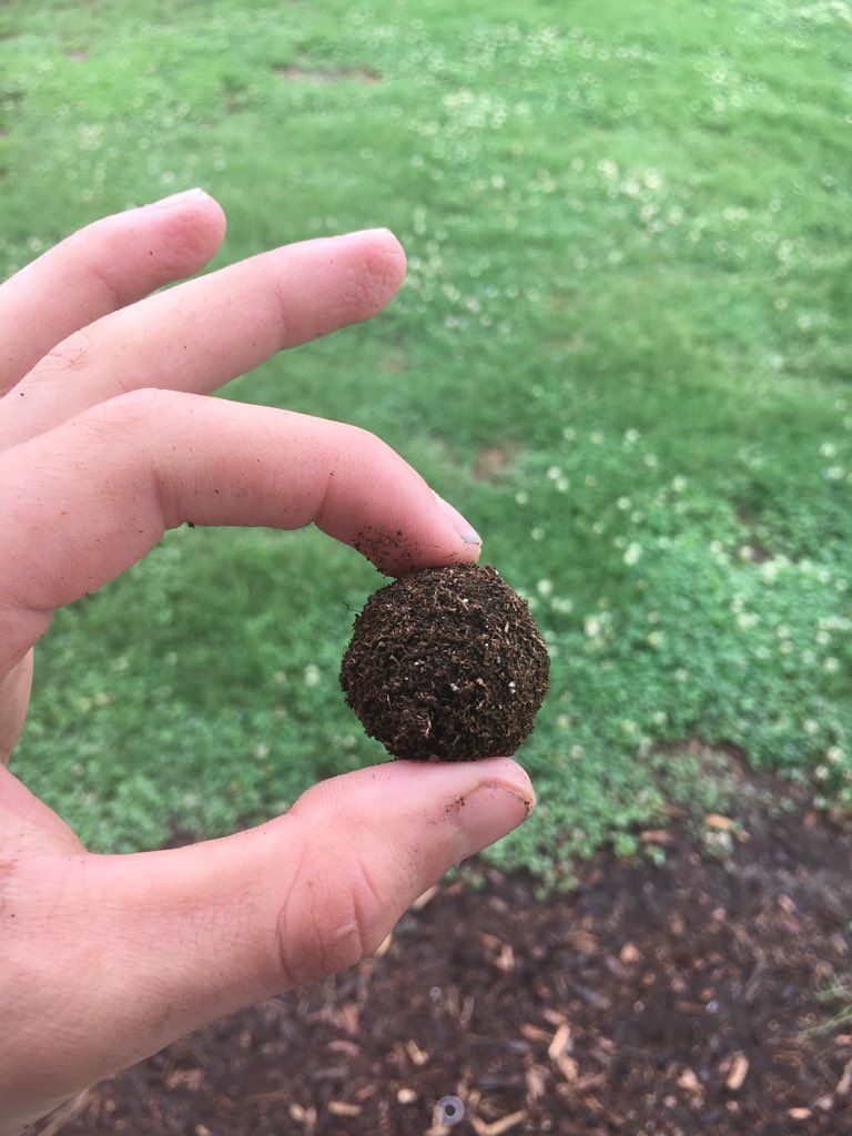 savemonarchsHHS's tweet photo. We made 40 milkweed seed balls today! 400 seeds were distributed along roadways and fields to help re-establish milkweed populations here! https://t.co/wYhnlQQ905