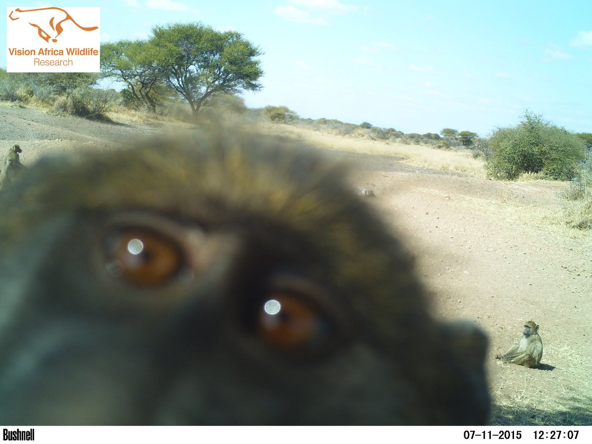 VAWresearch's tweet photo. baboon investigating one of the camera traps #baboon #chacmababoon #capebaboon #papioursinus #bushnell #cameratrap #trailcamera #selfie https://t.co/Jovg9g9Njw