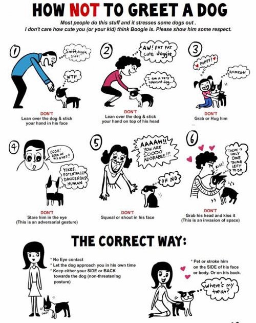 SPARC805's tweet image. Understanding a dog's body language is so important, especially when you meet a dog for the first time. #dogtraining #dogbodylanguage #doggielanguage #meetingadog #dogsafety #dogowner #loveofdogs