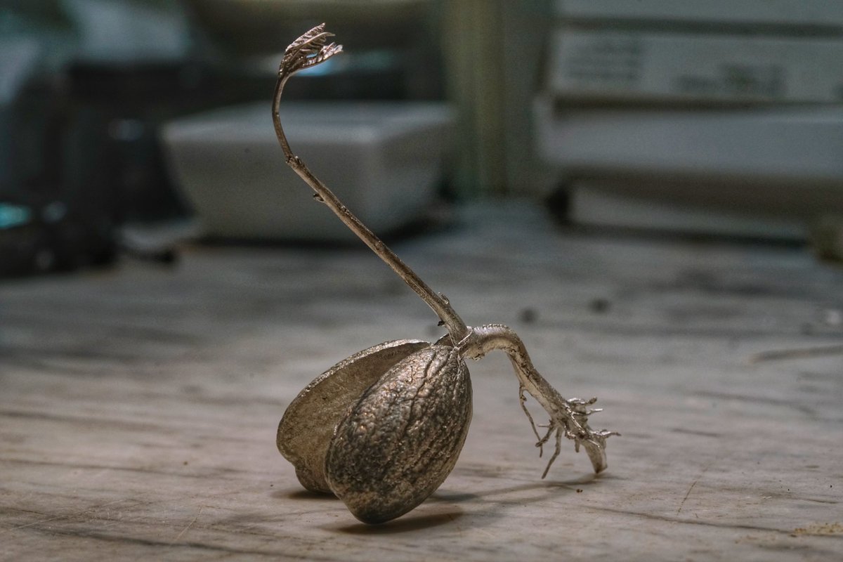 JustinGilday's tweet photo. All things Oak - a year in the life of.
#acorn #seed #nut #shell , #root #geotropic , #tree #trunk #phototropic #leaves #oak - all things Oak - #spring #silver #investmentcasting https://t.co/CPh36zDet5