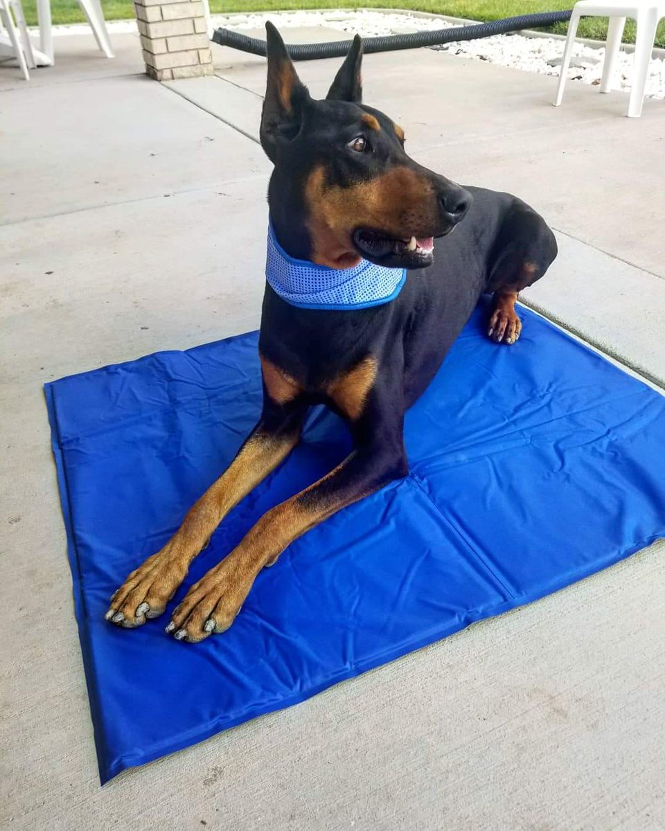 jurassicbark22's tweet photo. I haven't made a blog post in a while since I have been super busy. For those of you who do not know, I have a blog (https://t.co/x3qHExfIfz) go check it out!! 
#doberman #dobermanlove #dobermanpinscher  #yellowlabrador #yellowlab #labradorretriever #dogblog #dogblogger #dogmom https://t.co/7plKsx9lK9