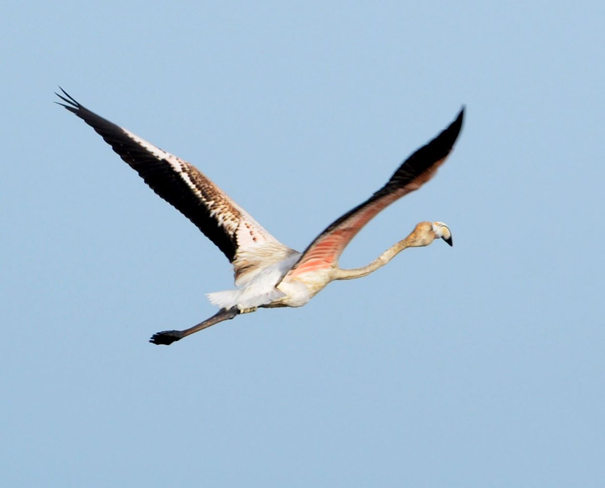 deltaexperienc1's tweet photo. Momento perfecto para disfrutar de las aves más características del Delta del Ebro #deltaexperience #deltadelebro https://t.co/FGxqx5OIR6