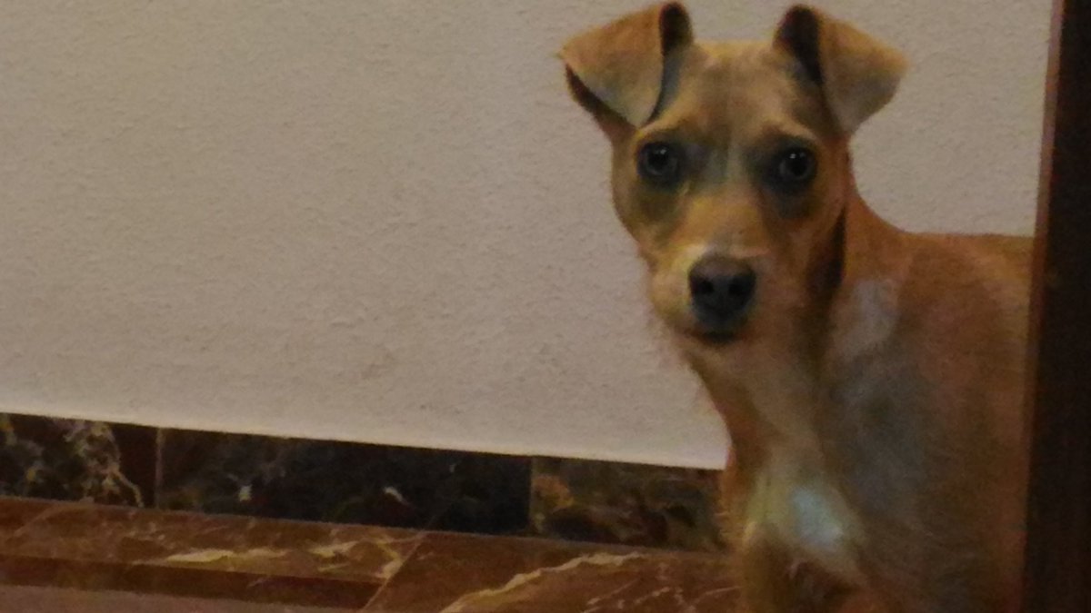 anpue11's tweet photo. Lolo os desea feliz #diaDelPerroSinRaza https://t.co/OEg3LuAiwt