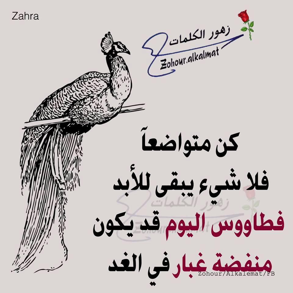 علویه فاطمیه (@sobhan4545) on Twitter photo 