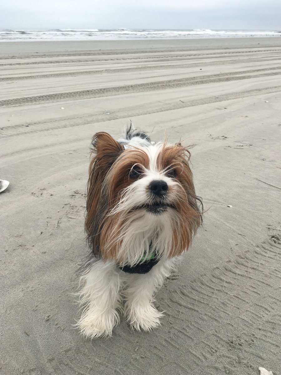 Put your best paw forward, leave your troubles in the past, whatever route you travel, know your problems will not last. #dogs