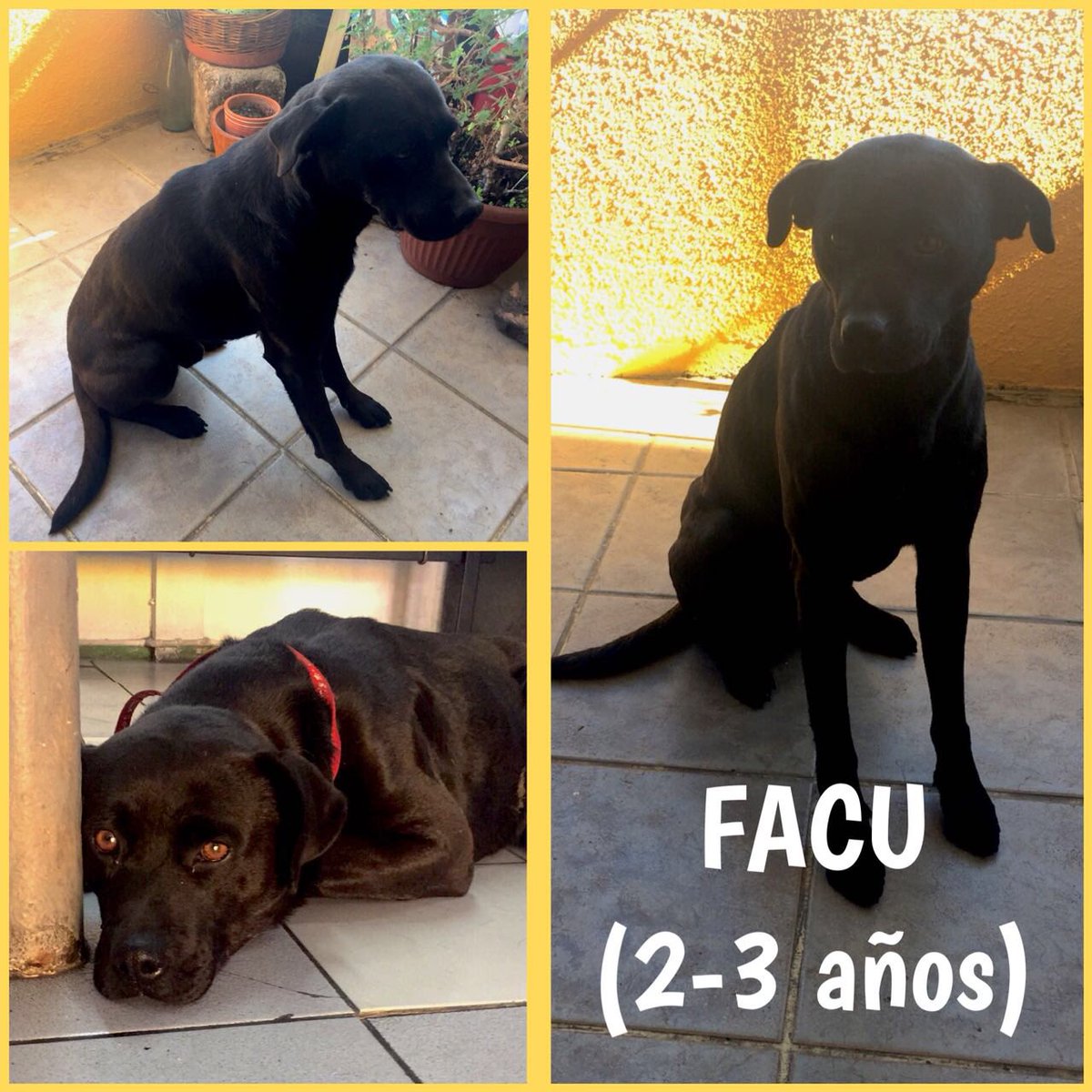 ¿POR QUÉ MIERCALE NADIE QUIERE ADOPTAR AL NEGRITO 😭? No saben lo que se pierden.. Es el ser más exquisito del planeta. 😔 #AdoptaNoCompres #AdoptaUnNegrito <a href="/bartorell/">#SoyBartorell</a> <a href="/EAlbasetti/">Eliana Albasetti</a> <a href="/KarendTV/">Karen Doggenweiler L</a> <a href="/carolinapinoc/">Caro 🌲 C.</a> <a href="/carlitajara/">Carla Jara Cádiz</a> <a href="/PerrosPlazaHuem/">Perras Tuiteras🐾 Barrio Franklin 🇨🇱🐶🐱</a> @sebvsepu