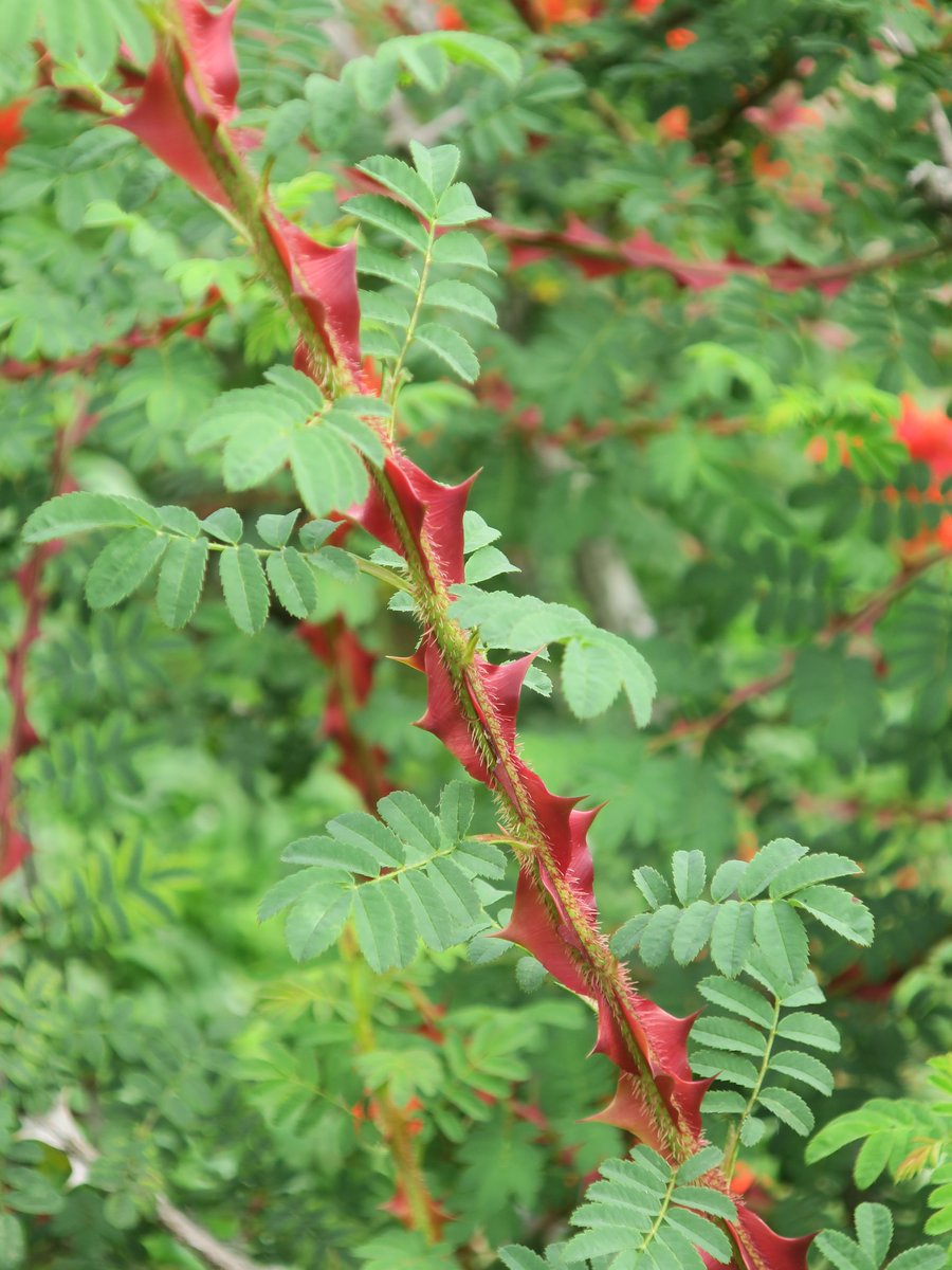 神代植物公園 ニュース Pa Twitter スタッフより 広報係 ばら園の原種 オールドローズ園をご紹介 ロサ セリケア ブテラカンタは 花は終わり 大きな赤い棘が 一層鮮やかです 今 花と実が同時に見られる ロサ ルゴーサ スカブローサ このエリアは
