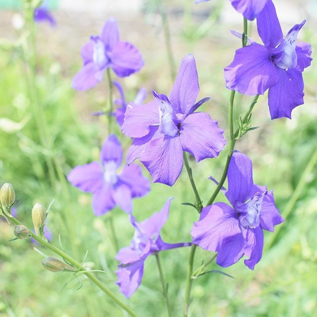 Takeshi Kaneko Twitterissa 今年から植え始めたラークスパー すらっと背が高い紫の花は どこか涼しげで 梅雨入りしそうなこの季節によく似合います ガーデニング初心者 庭のある暮らし ラークスパー 千鳥草 チドリソウ 紫の花 自然が好き ガーデニング