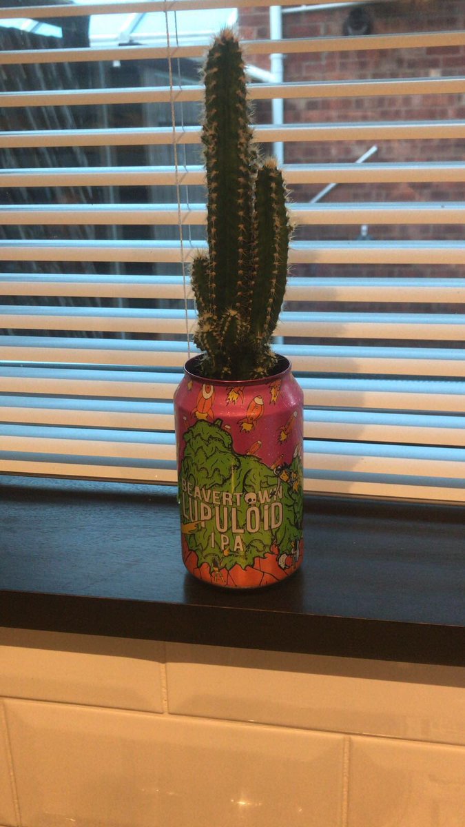 Teeks_87's tweet photo. @shrubbiesplants good to see you again at Chester Makers market, hoping this cactus grows as big as the last purchase! https://t.co/tIIsImcAn2