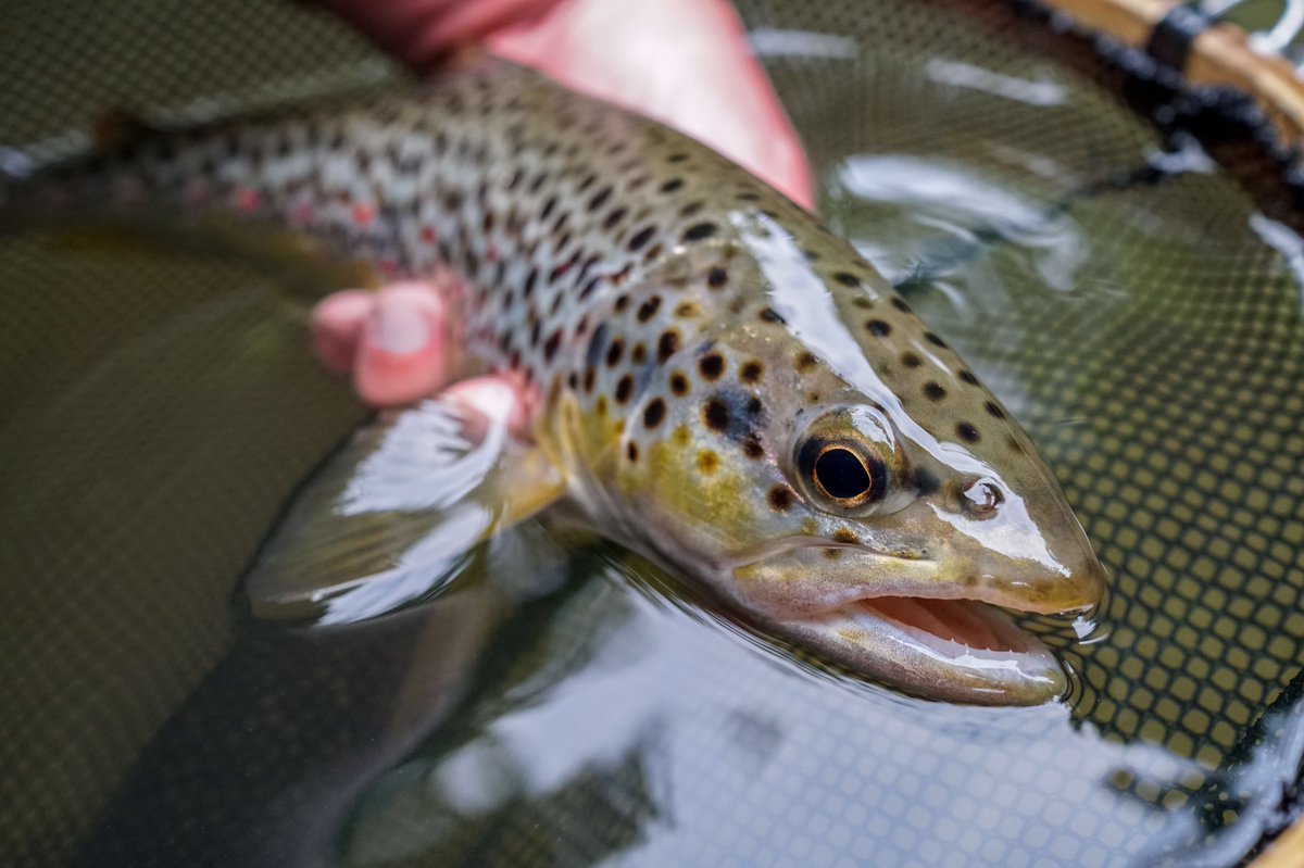 Adam Rawson tweet media