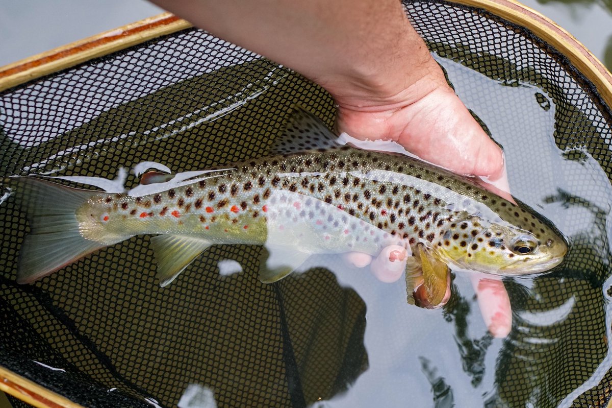 Adam Rawson tweet media