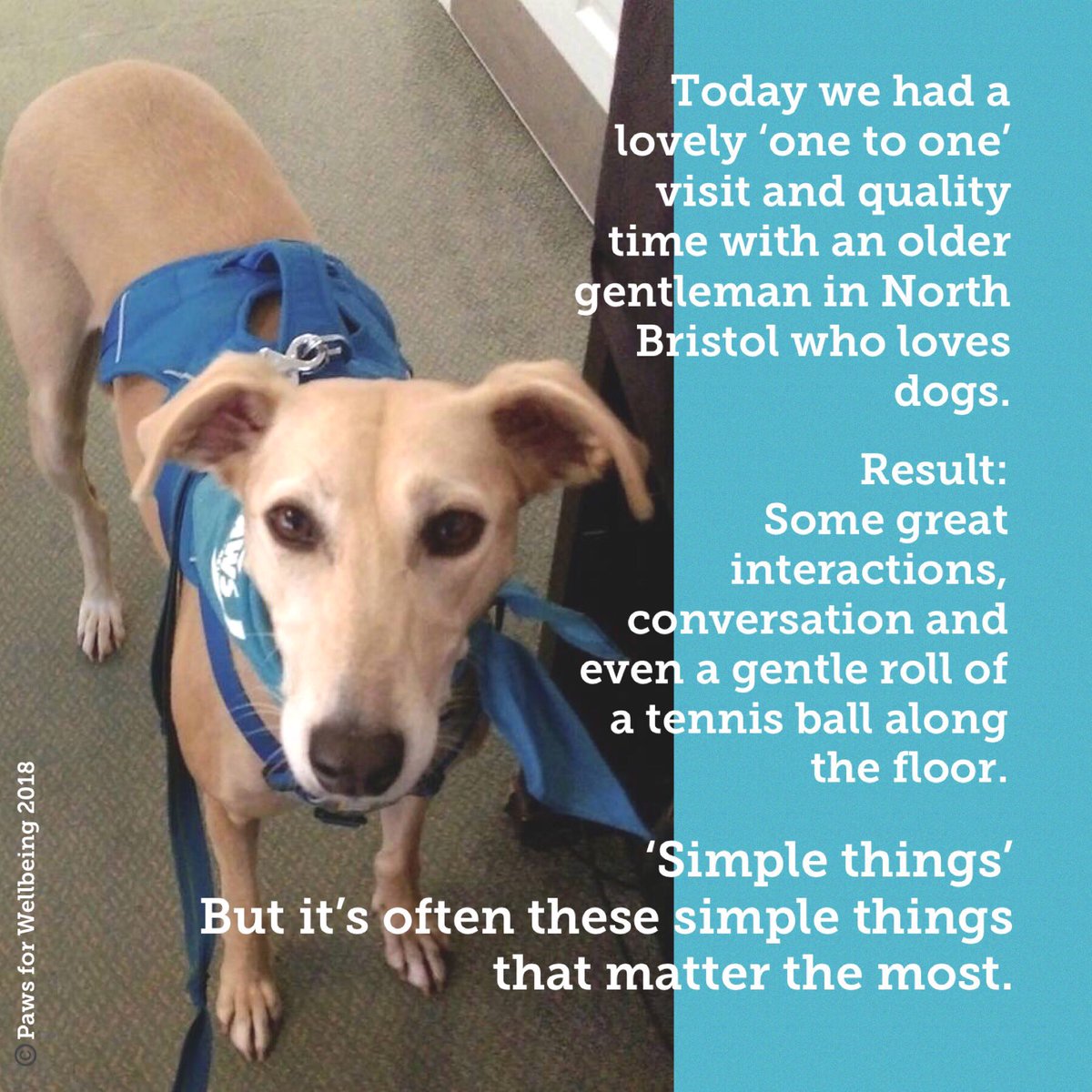 #Bristol #AnimalAssisted #Wellbeing 
#DAW2018 #EndLoneliness