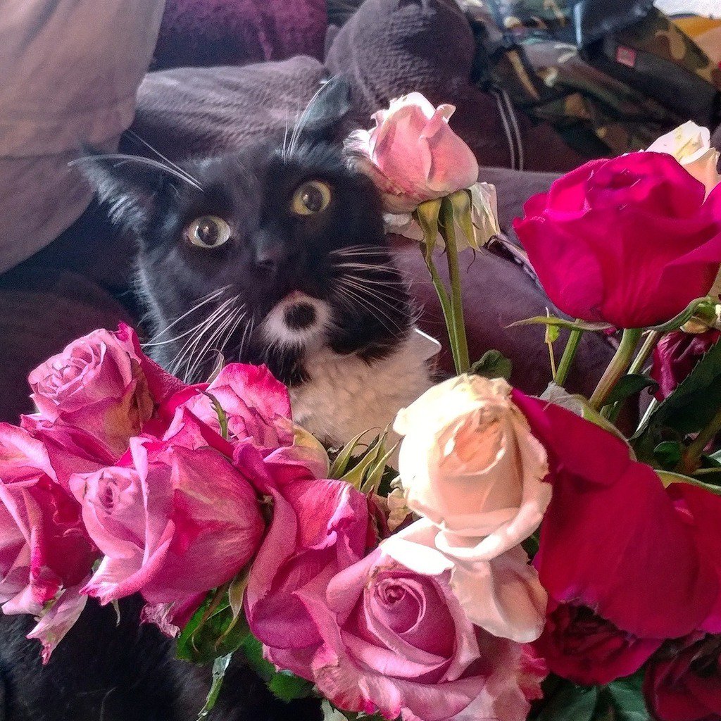 Funny Cats Club On Twitter Cat Cosplay Let Me Introduce You To Funny Cats Club On Twitter Cat