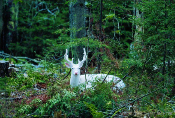 Indigenous på Twitter: "Night White deer Boulder Junction, Wisconsin at  sunset #INDIGENOUS #TAIRP https://t.co/DAyMsggW0s" / Twitter