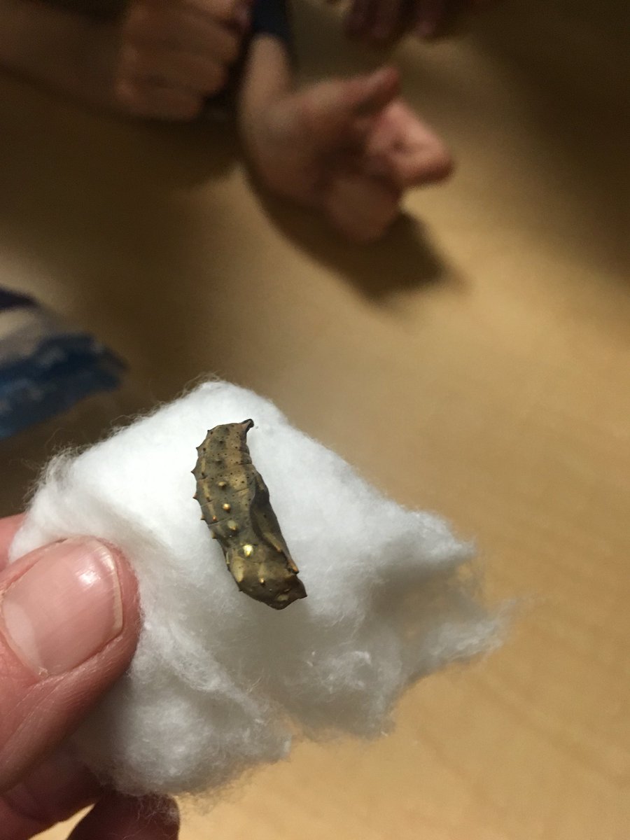 Mrs_Ps_class's tweet photo. Our larva’s have turned into chrysalis. @TBCDSB_Hornets #butterflycycle #handsonlearning https://t.co/0xguNeDihl
