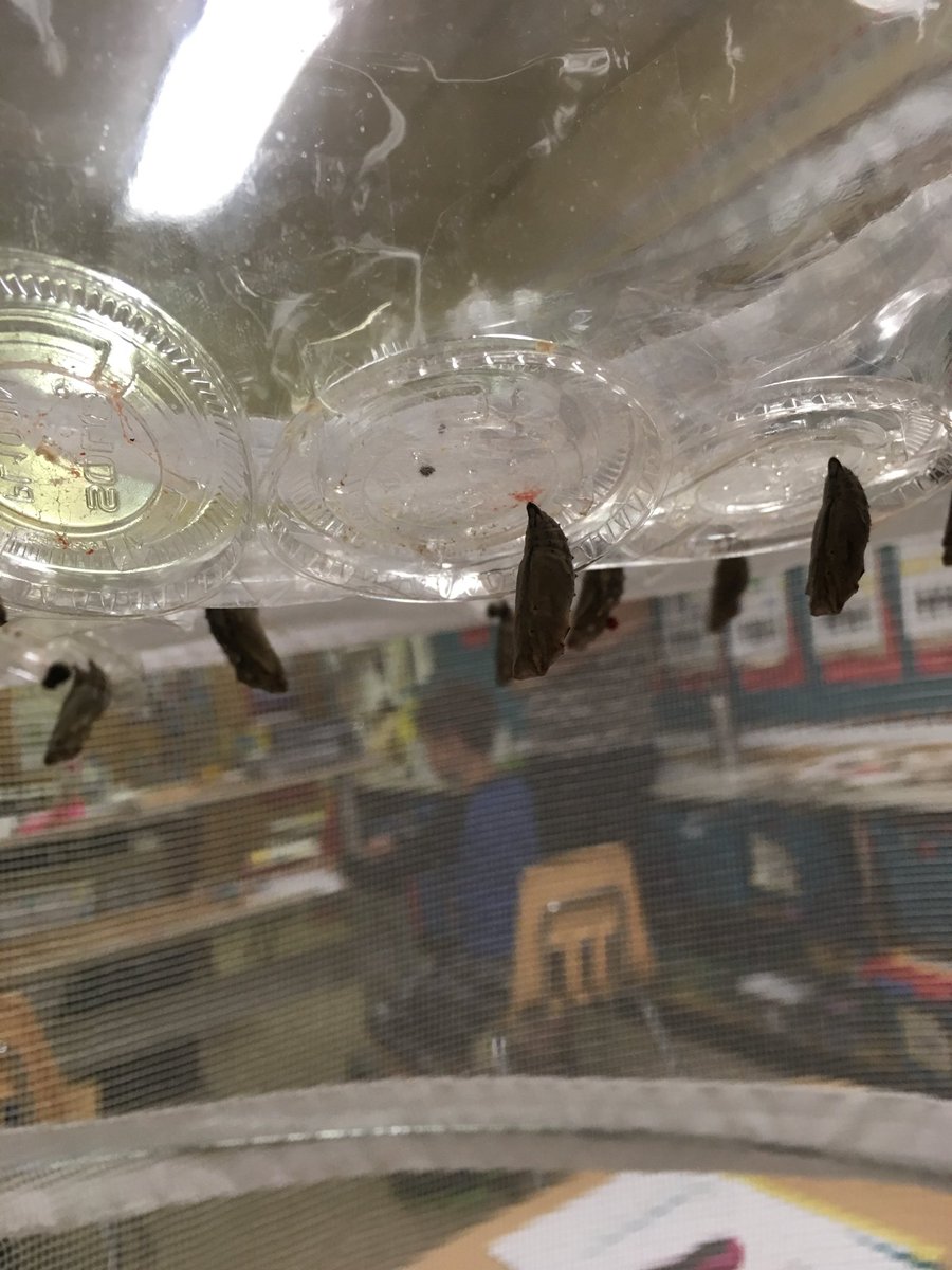 Mrs_Ps_class's tweet photo. Our larva’s have turned into chrysalis. @TBCDSB_Hornets #butterflycycle #handsonlearning https://t.co/0xguNeDihl