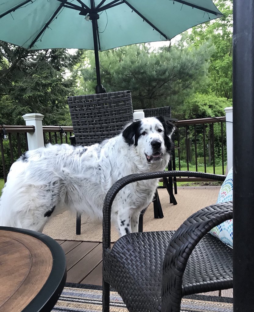 KatoGP's tweet photo. Enough with the pictures. Please? It’s like I have my own paparazzi. 🙄 #MemorialDay #DogsofTwitter #Rescue #GreatPyrenees https://t.co/AUB9nYVpng