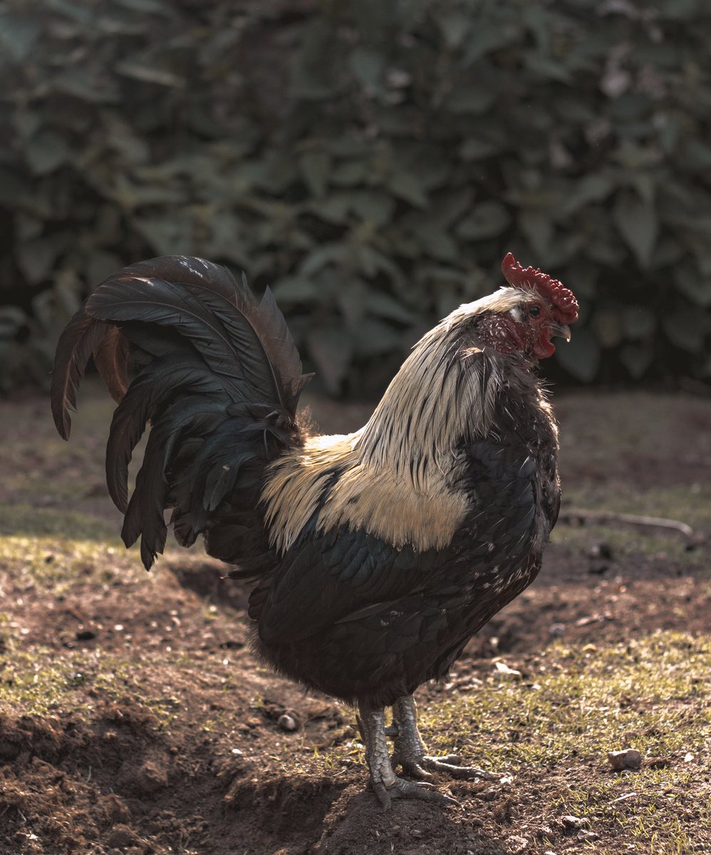 Shots from Hyde park today. Summer vibes. #rt #photography #art #london #birds #BankHoliday #BankHolidayWeekend #active #artist 
<a href="/visitlondon/">Visit London</a>