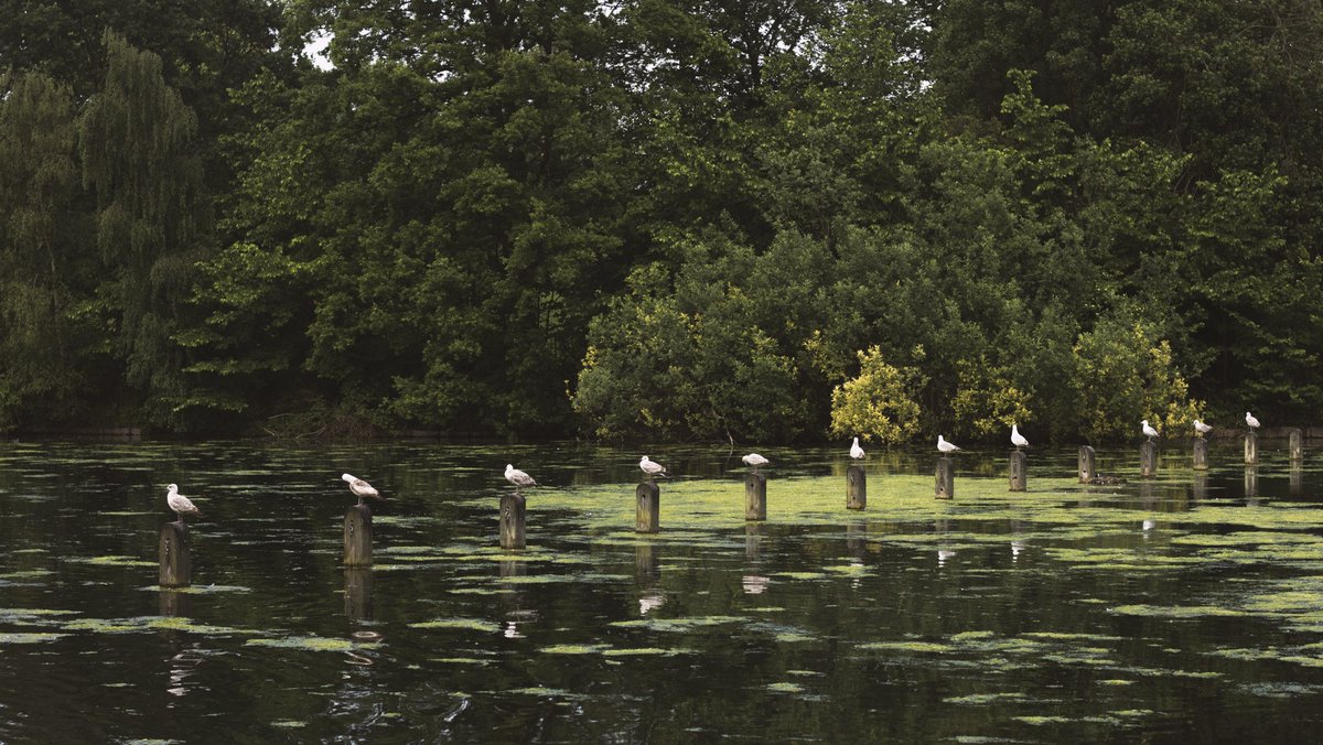 howell_eddie's tweet photo. Shots from Hyde park today. Summer vibes. #rt #photography #art #london #birds #BankHoliday #BankHolidayWeekend #active #artist 
@visitlondon https://t.co/6iVkTSLGKl