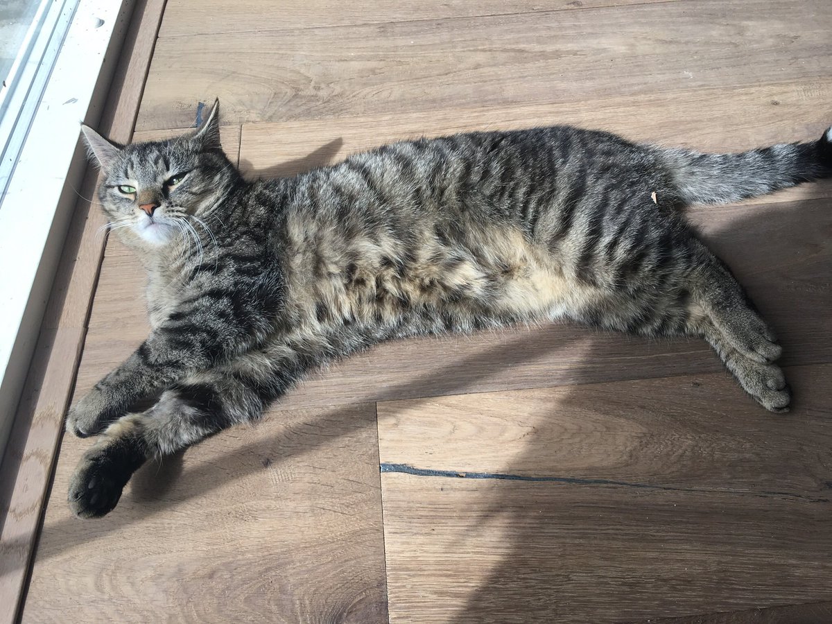 annswalsh's tweet photo. @lostfoundpets 1yrar old male tabby cat lost from Ballinteer Dublin 16 on 28 May https://t.co/Xs3cLZncgs