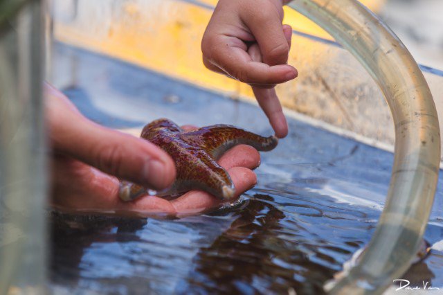 oceandayYYJ's tweet image. World Oceans Day is coming up! On June 10th join us at Fisherman's Wharf from 11am - 4pm for a fun-filled day and learn all about YOUR Salish Sea. Activities planned for all ages!
 #KeepOceansBlue 
#yyj 
#WorldOceansDay