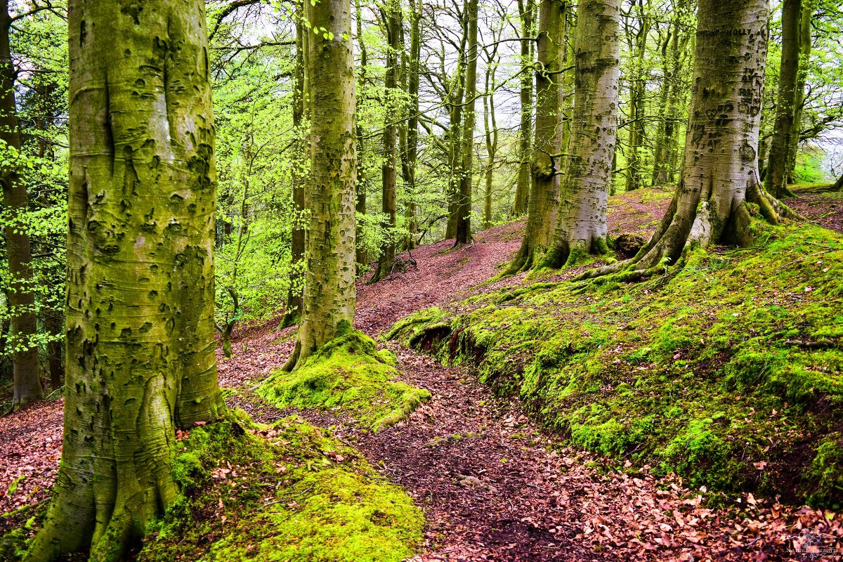 byNatDavidson's tweet photo. Among the Trees
There is a place where peace dwells
A place where the air is fresh 
Where the light flows from the branches
And where the sun likes to play with shadows
It's a place where the green colour of life illuminates the world of silence
Among the trees. © Nat Davidson https://t.co/rewCB5NyLf