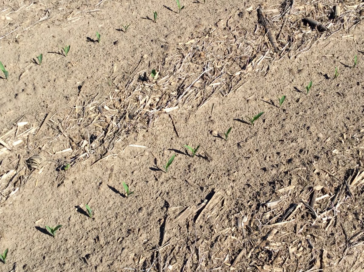 ChrisRaymond5's tweet photo. This is why they call it Exact-Emerge!
#perfectstand
#highspeedaccuracy
#onlyfromdeere https://t.co/E1GoouAg5x