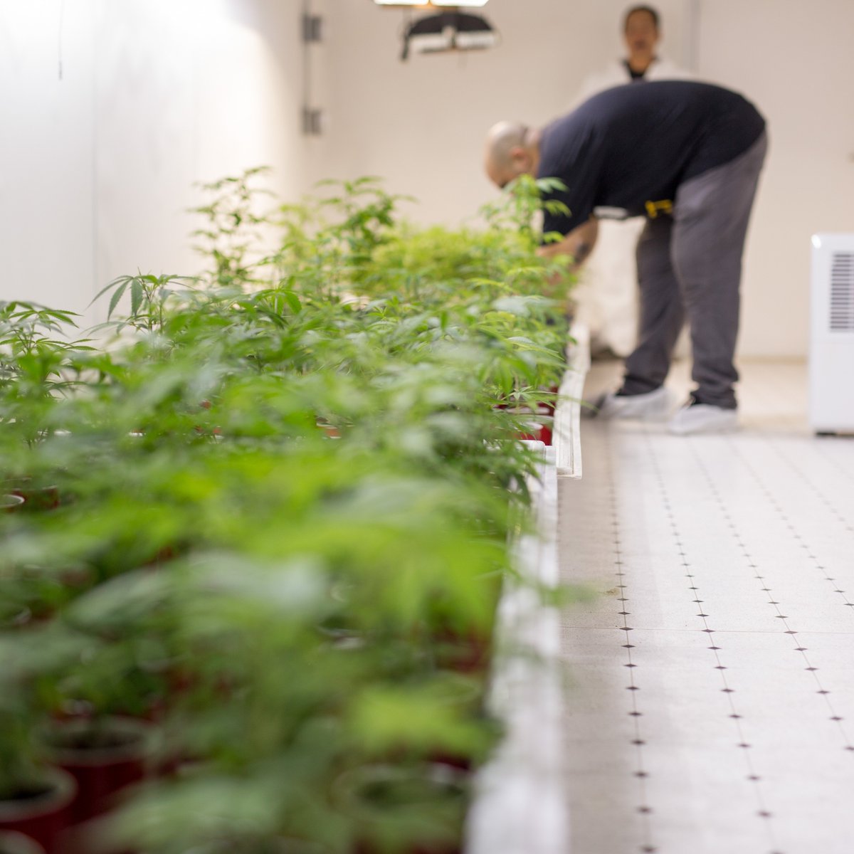 CriticalMindInc's tweet photo. We aren't like most. We still hand water each plant. In the grow tending to each @SparkTheTruth plant today. https://t.co/VLGLfXCstG