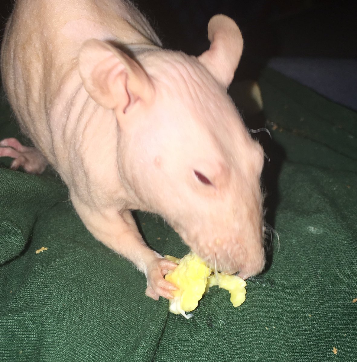 Wilbur (@wilburthehumble) on Twitter photo 