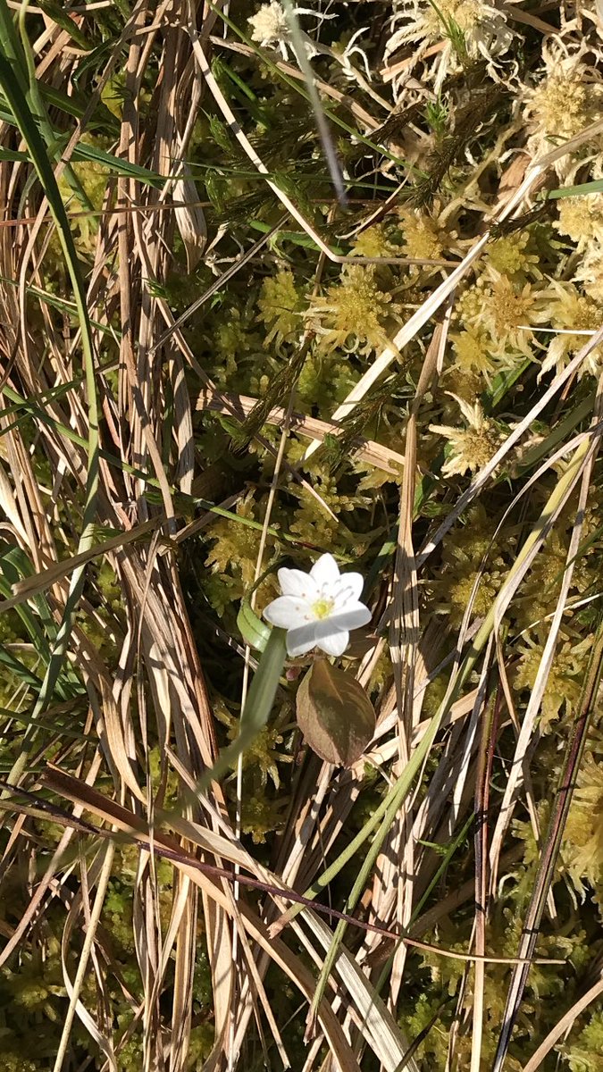 Northmaven's tweet photo. Can someone help me id this plant at Forsinard today that I think is Chickweed Wintergreen? #botanyquestion https://t.co/fOVK9oIgM0