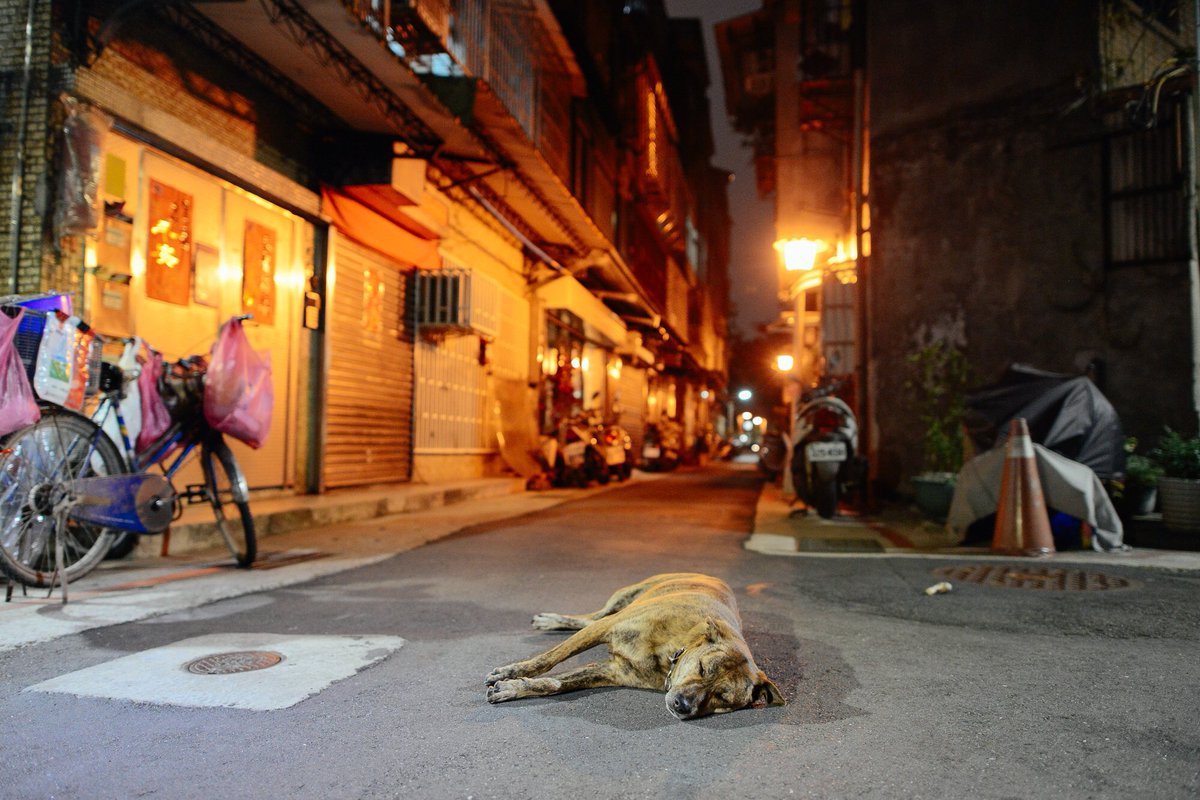 _3rd's tweet image. 道に犬が落ちてた。