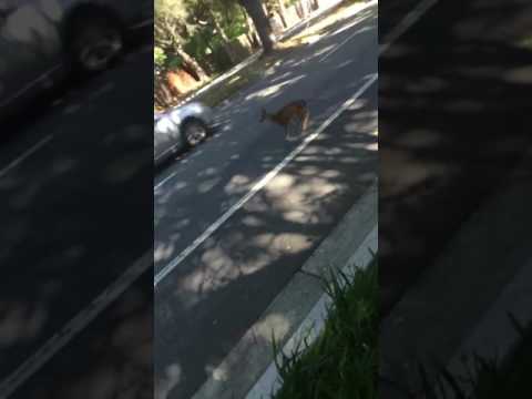 VideoShocks's tweet photo. New post (Baby deer gets run over!) has been published on Video Shocks - https://t.co/8H8PEgiMie https://t.co/OEk77bnEQL