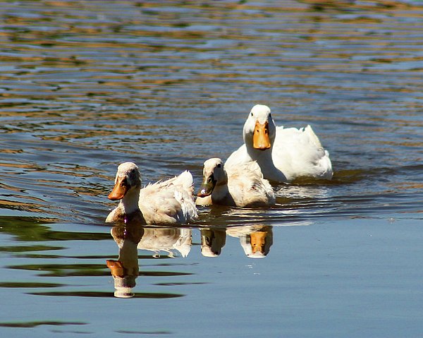 Jennifer Gonzales tweet media