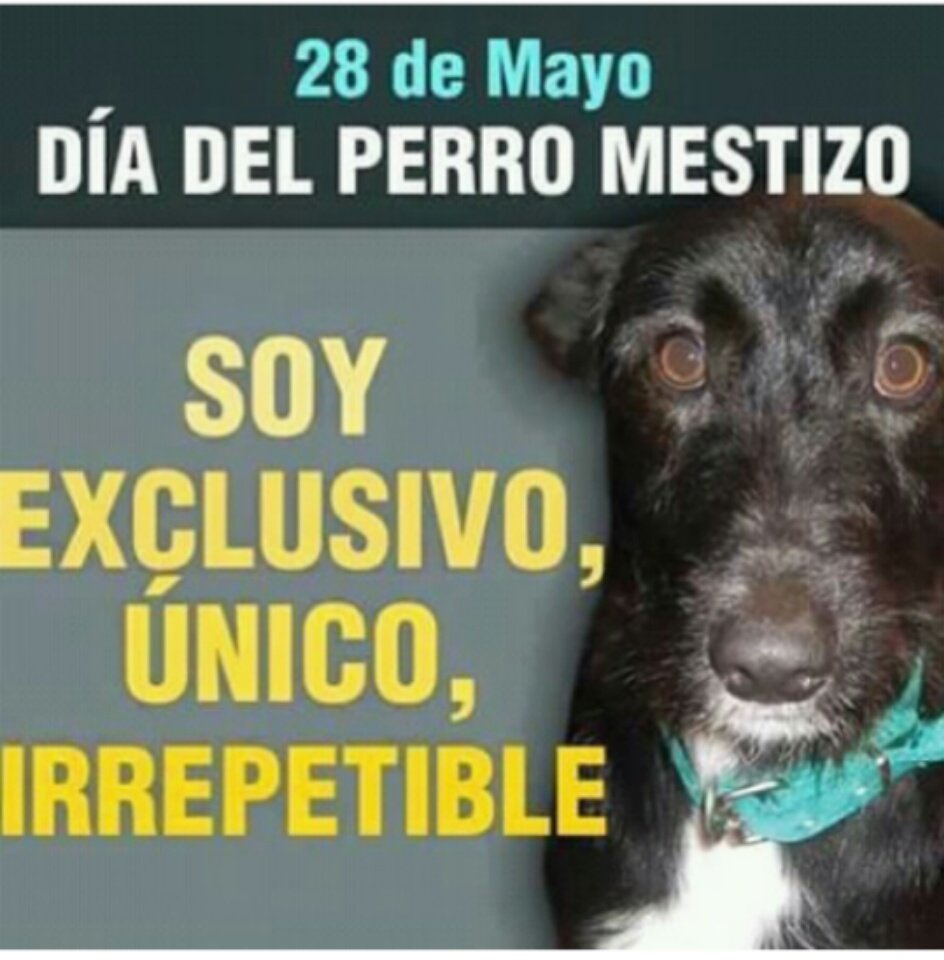 fundaproba's tweet photo. Para nosotros todos los días son especiales; para nuestros mestizos bellos. Son unicos 😍🐕❤🐾 https://t.co/1YElc6Nmp3