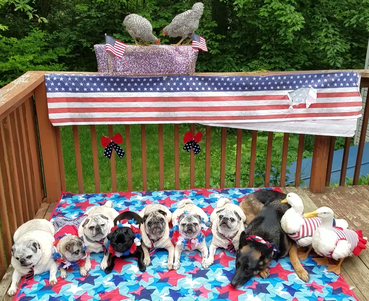pugpartyplusone's tweet image. As we wrap up the #MemorialDayWeekend2018, we want to remember and thank those brave men and women who made the ultimate sacrifice for this country. 
#pug #pugs #pugpartyplusone #gsd #germanshepherd #pugpartyplusone #MemorialDay #Patriotic #RedWhiteandBlue
#ducks #chickens