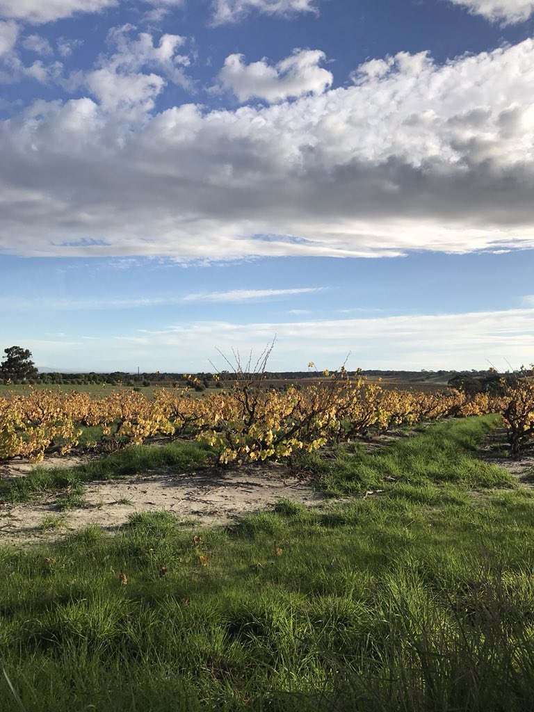 Autumnal sights from Clarendon Hills with Grenache vineyards still hanging on to their bright yellow leaves.