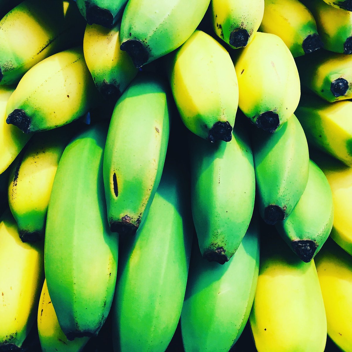 #resistantstarches like #greenbananas are great #lowfodmap #gutbug boosters! 🐛
If you are following a #fodmapdiet and not too keen on the overly restrictive nature of the diet 😖 try introducing #prebioticfibre like underripe #greenbanana 🍌 to top up those #bifidobacteria