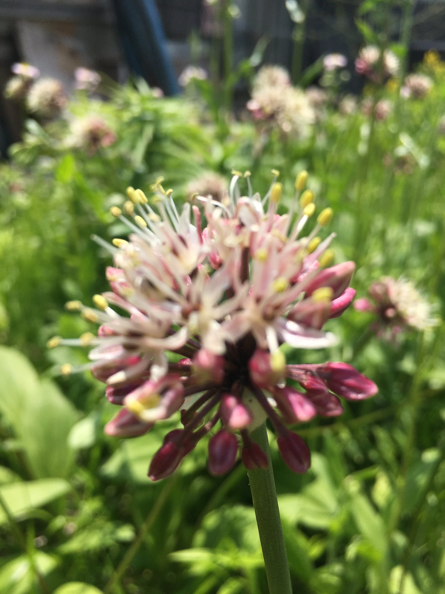こみくママ様 我が家の行者大蒜 行者ニンニク 山野草 山菜の珍味 小花を茎先に球状に付けたネギ坊主の花 T Co Ug0nmywbhy Twitter