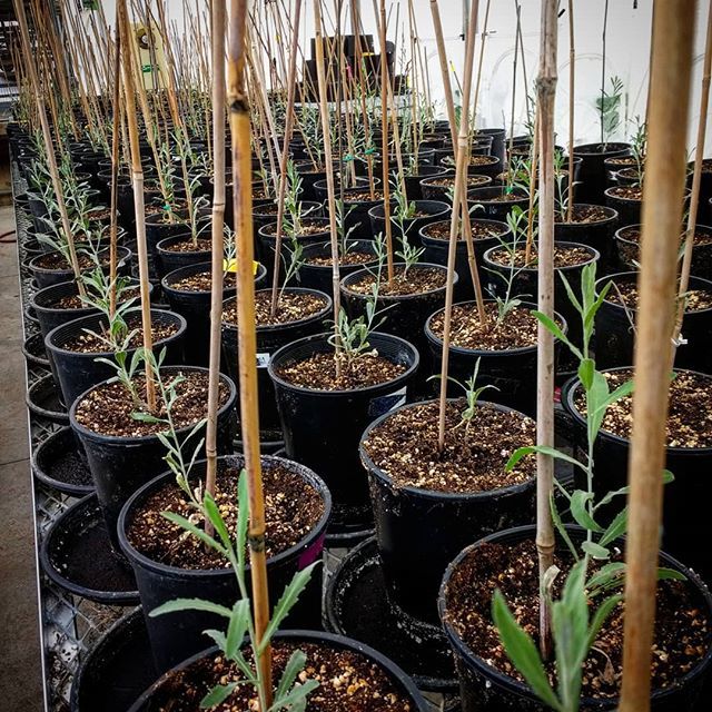 cecidologists's tweet photo. All the knapweed! #greenhouse #research #colostate #weedmanagement #weedyplants #experiment #ecology #science #gradschoollife #colostate #green #plantsofinstagram #weedsofinstagram https://t.co/8KWZjHD0Qp https://t.co/XyPdAsv6jV