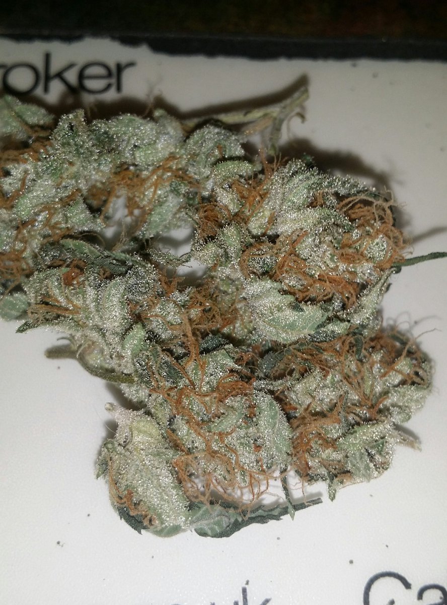 <a href="/UncleTweezy/">Joe Ganz</a> <a href="/Michael87163152/">Michael</a> <a href="/im420forsure/">im420forsure</a> <a href="/cannaworldsite/">CannaWorld</a> <a href="/Calrtipper/">Calvin</a> <a href="/CbdSurfer/">CBDSurfer</a> @Michael57645022 <a href="/ArmyOfPotheads/">Army of Potheads</a> @realmedicineMI <a href="/james_bong13/">TrutherBong13</a> <a href="/TheLoudBank/">LoudBank Garden Supplies</a> @okbuddyjane <a href="/NorCalStoner420/">★Mary★</a> <a href="/NeilSamra1/">TahoeOG</a> <a href="/LARRYIRBY6/">LARRYIRBY</a> <a href="/afterdarkmusic/">AfterDark</a> @Awesomelysam1 <a href="/Adler_Sinclair/">Emil_Sinclair</a> @hippieluvbud62 <a href="/and1_grant/">Pugsly</a> You can always rely on Uncle Tweezy for a lil' greasy💡🌱🌿🔥🙏

We are all but Doctor's of our own destiny!