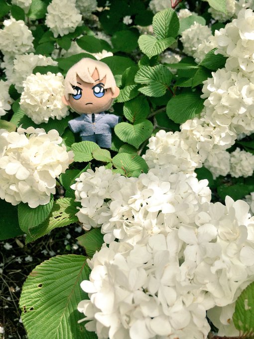 ドクダミのtwitterイラスト検索結果 古い順