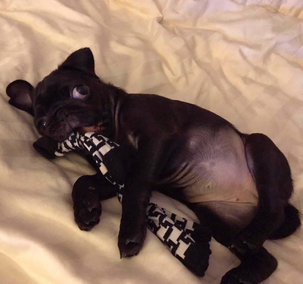 citizengatsby's tweet photo. My baby #pug Beatrix was having a ball with her sock toy (1 sock + 2 knots = DIY puppy toy) last night. She is the cutest. πβ€οΈ #puglife #puglove #datbelly https://t.co/G0iMqVRIDQ