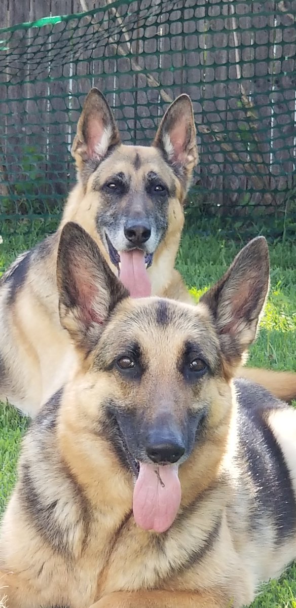 GSDogFather's tweet image. Our dogs.  Just because they're awesome. #Nitschke #Adderley