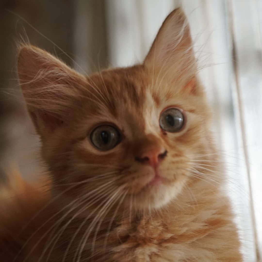 MyzonedrOnG's tweet photo. Results of my 7-yr-old daughter's skill in taking photos of our SamSam using #sonyalpha5000 #carlzeisslenses. Our future amateur photographer. #KucingkamiABCD https://t.co/QjeGnkUHBg