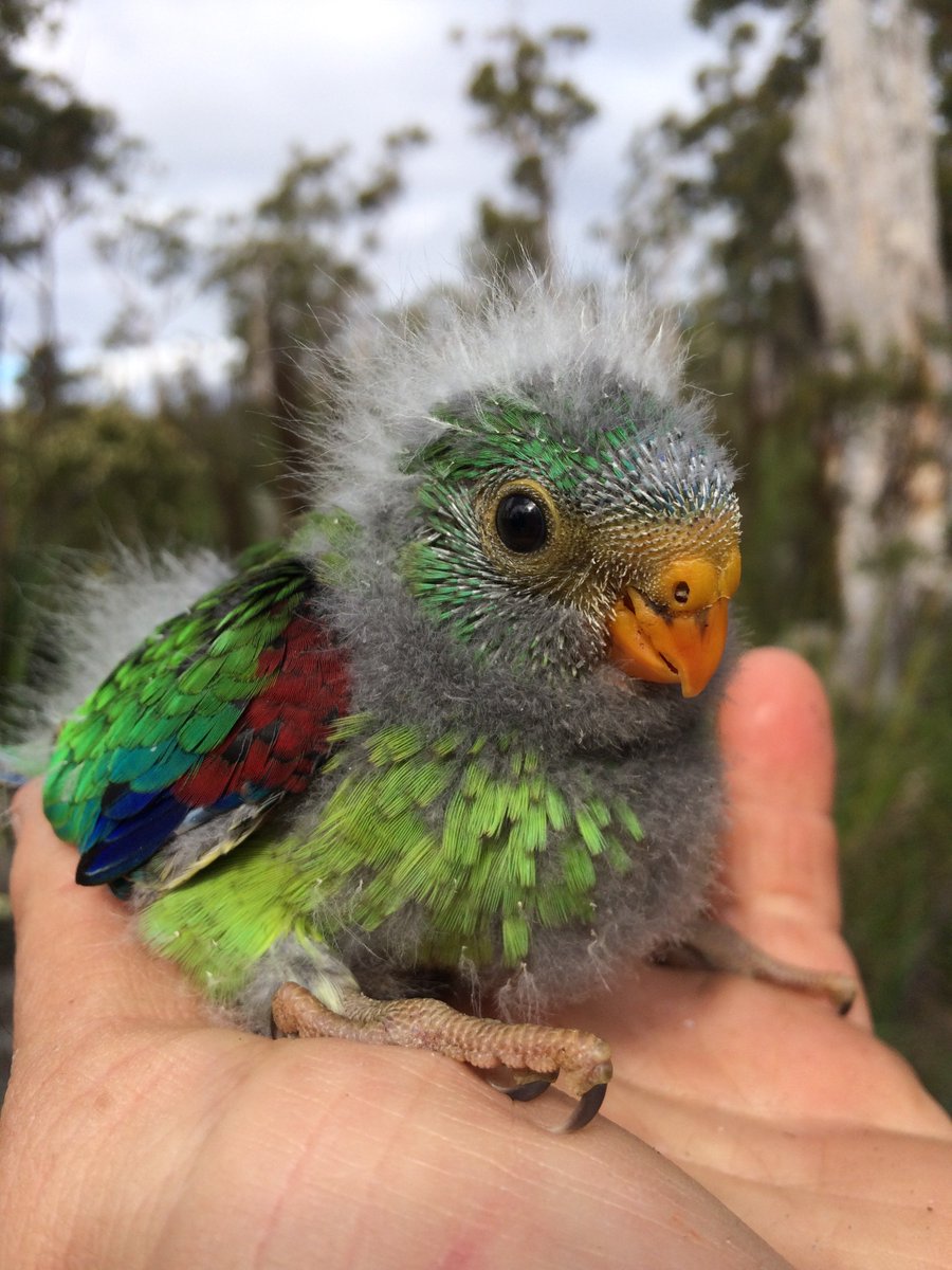 Dr SWIFT PARROT tweet media