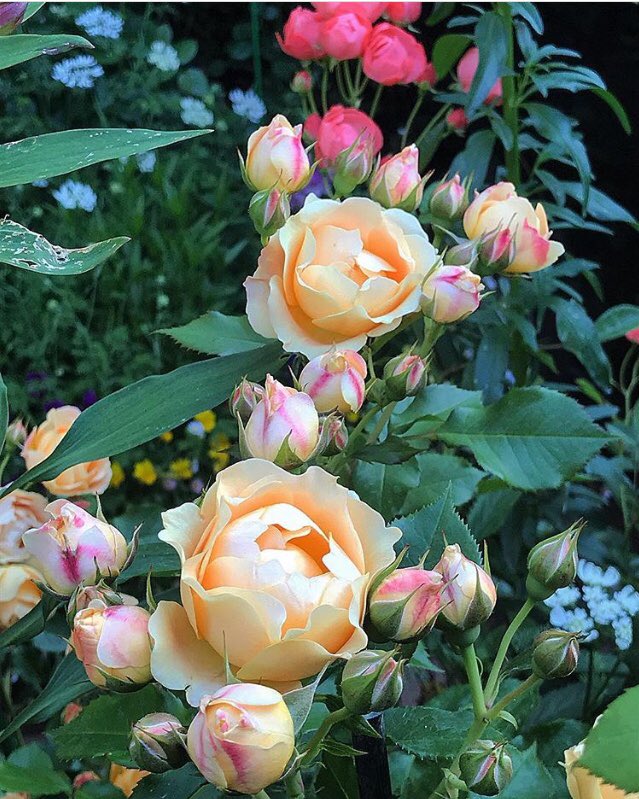 #الورد
.
🍃🌸🍃
.

اللهم أغفر لنا ما مضى
 واصلح لنا ما بقى
 واكتب لنا رضاك وعفوك واجعلنا من أهل نعيمك وجنتك...يارب العالمين. 
.
.
يسعد صباحكم بكل خير🌷