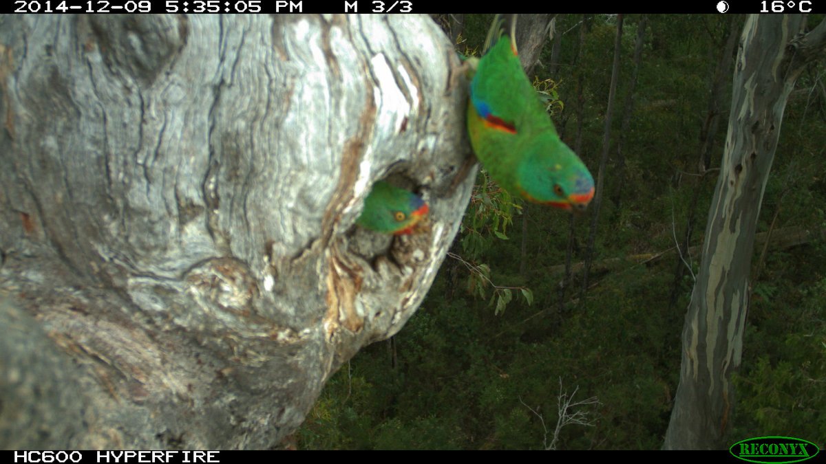 reminder: swift #parrot nestlings are #CuteAnimals that need better protection #wildoz #EndangeredSpecies 
read about our work at difficultbirds.com