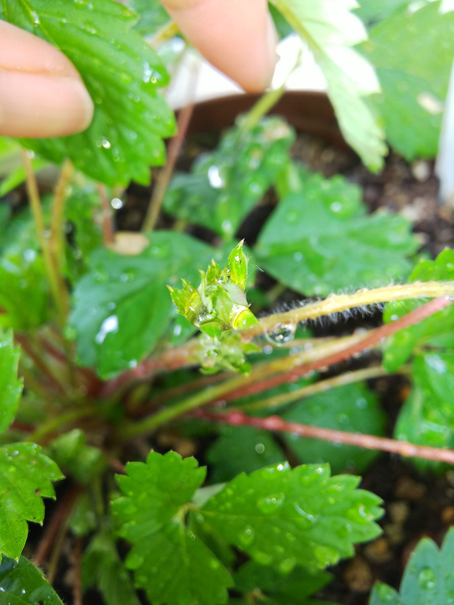 信州発 家庭菜園 Q S Natural Garden ワイルドストロベリー なかなか花が咲かないなと思ってたら よーく見ると つぼみのようなの発見 ハーブ ミノールしみず イチゴ