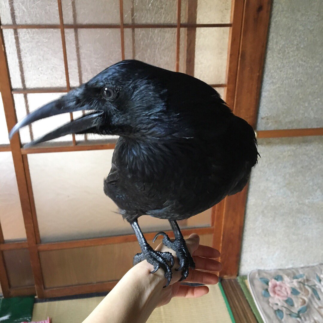 みな カラス ヨウム 爪とクチバシが伸びていたので カット びっくりしちゃって口が空いてますよ